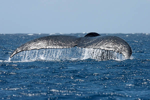 Moorea whales watching