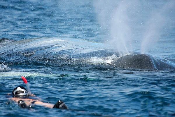 Moorea whales watching